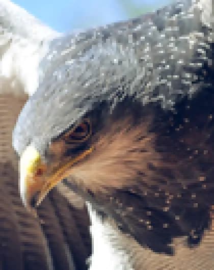 A close-up of an eagle at low resolution and after 4x AI upscaling
